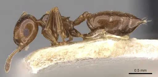 Crematogaster margaritae specimen CASENT0908556 image casent0908556_3