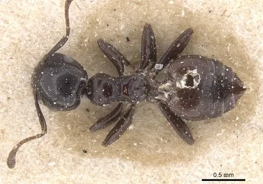 Crematogaster margaritae specimen CASENT0912786 image casent0912786_1