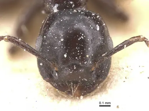 Crematogaster margaritae specimen CASENT0912786 image casent0912786_2