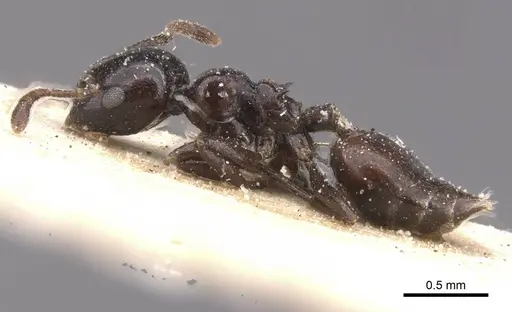 Crematogaster margaritae specimen CASENT0912786 image casent0912786_3
