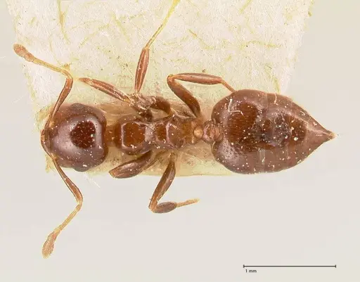 Crematogaster margaritae specimen FOCOL0702 image focol0702_1