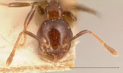 Crematogaster margaritae specimen FOCOL0702 image focol0702_2