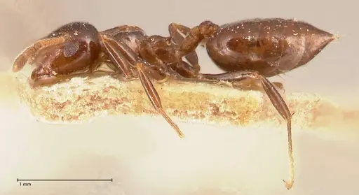 Crematogaster margaritae specimen FOCOL0702 image focol0702_3