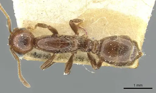 Crematogaster margaritae specimen RMCAENT000017764 image rmcaent000017764_1