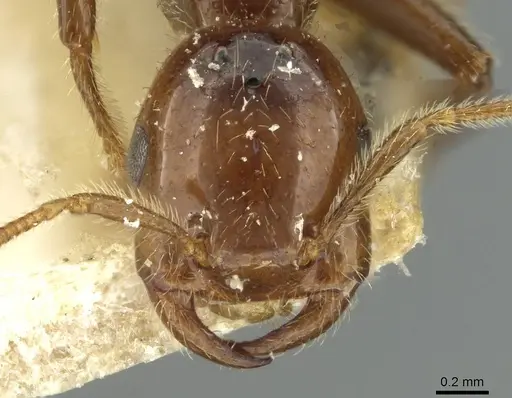 Crematogaster margaritae specimen RMCAENT000017764 image rmcaent000017764_2
