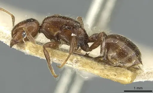 Crematogaster margaritae specimen RMCAENT000017764 image rmcaent000017764_3