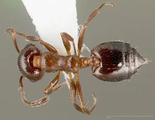 Crematogaster marioni specimen CASENT0005670 image casent0005670_1