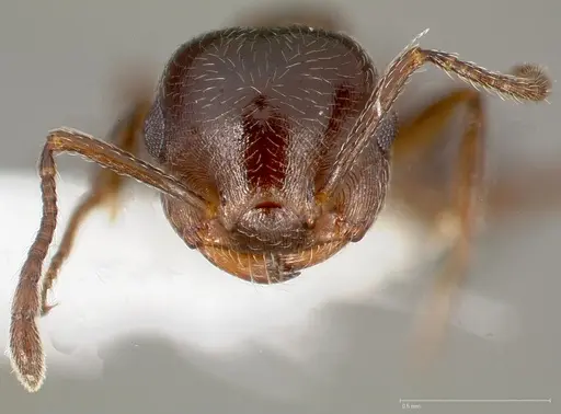 Crematogaster marioni specimen CASENT0005670 image casent0005670_2