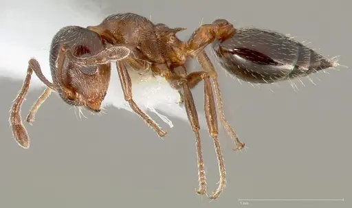 Crematogaster marioni specimen CASENT0005670 image casent0005670_3