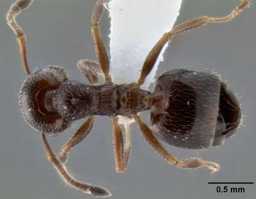 Crematogaster marioni specimen CASENT0193063 image casent0193063_1