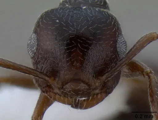 Crematogaster marioni specimen CASENT0193063 image casent0193063_2
