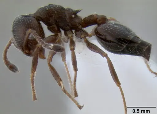 Crematogaster marioni specimen CASENT0193063 image casent0193063_3