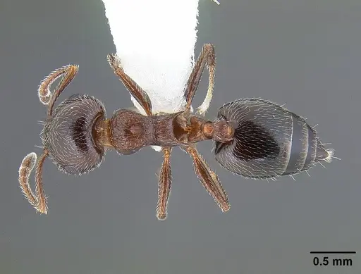 Crematogaster marioni specimen CASENT0761114 image casent0761114_1