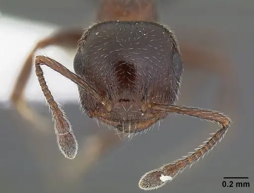 Crematogaster marioni specimen CASENT0761114 image casent0761114_2