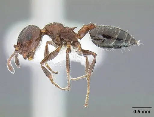 Crematogaster marioni specimen CASENT0761114 image casent0761114_3