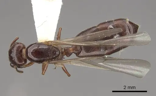 Crematogaster marioni specimen CASENT0843681 image casent0843681_1