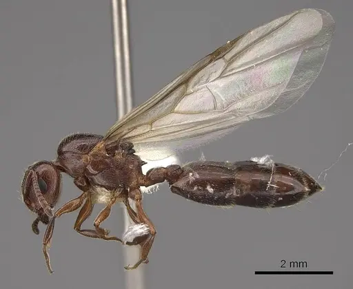 Crematogaster marioni specimen CASENT0843681 image casent0843681_3
