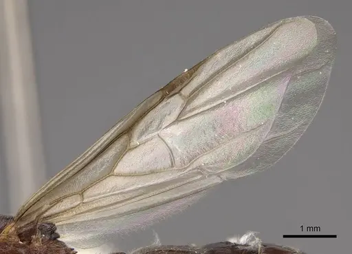 Crematogaster marioni specimen CASENT0843681 image casent0843681_4