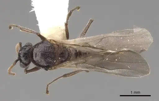 Crematogaster marioni specimen CASENT0843682 image casent0843682_1