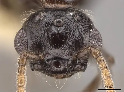 Crematogaster marioni specimen CASENT0843682 image casent0843682_2