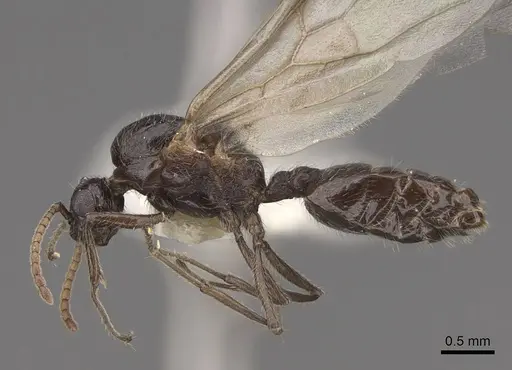 Crematogaster marioni specimen CASENT0843682 image casent0843682_3