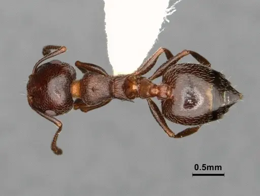 Crematogaster marioni specimen CASENT0886896 image casent0886896_1