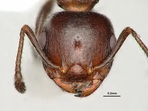 Crematogaster marioni specimen CASENT0886896 image casent0886896_2