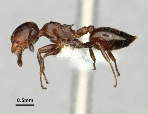 Crematogaster marioni specimen CASENT0886896 image casent0886896_3