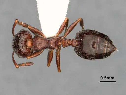 Crematogaster marioni specimen CASENT0886897 image casent0886897_1