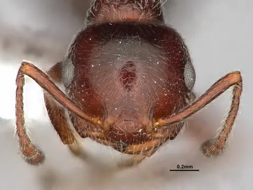 Crematogaster marioni specimen CASENT0886897 image casent0886897_2