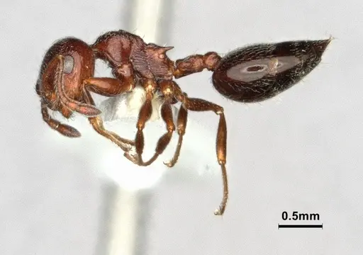 Crematogaster marioni specimen CASENT0886897 image casent0886897_3