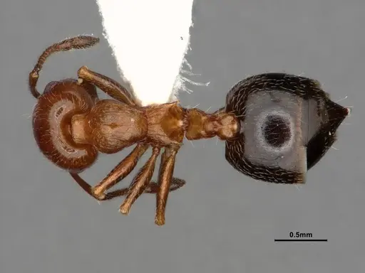 Crematogaster marioni specimen CASENT0886984 image casent0886984_1