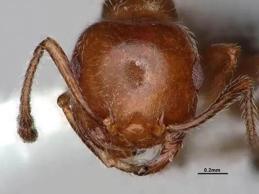 Crematogaster marioni specimen CASENT0886984 image casent0886984_2