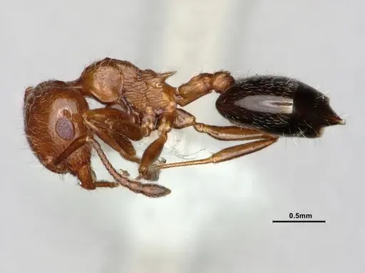 Crematogaster marioni specimen CASENT0886984 image casent0886984_3