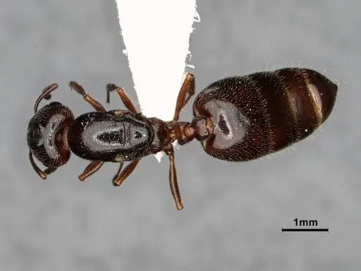 Crematogaster marioni specimen CASENT0886987 image casent0886987_1