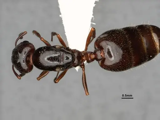 Crematogaster marioni specimen CASENT0886987 image casent0886987_2