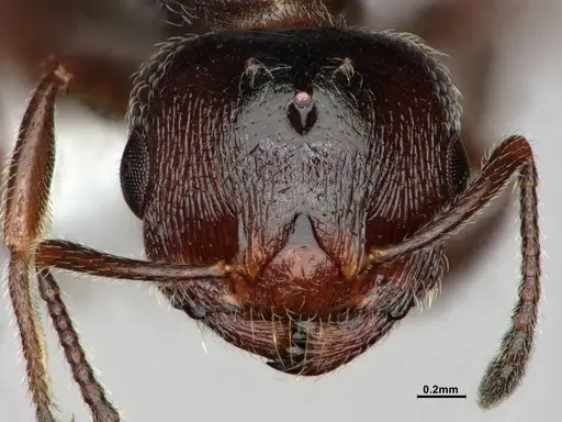 Crematogaster marioni specimen CASENT0886987 image casent0886987_3