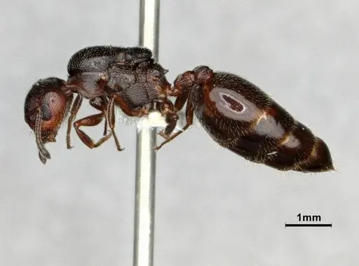 Crematogaster marioni specimen CASENT0886987 image casent0886987_4