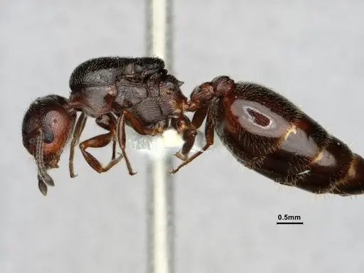Crematogaster marioni specimen CASENT0886987 image casent0886987_5