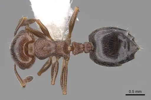 Crematogaster marioni specimen CASENT0922734 image casent0922734_1