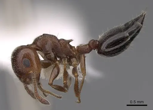 Crematogaster marioni specimen CASENT0922734 image casent0922734_3
