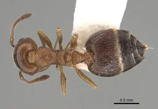 Crematogaster marioni specimen LACMENT164545 image lacment164545_1