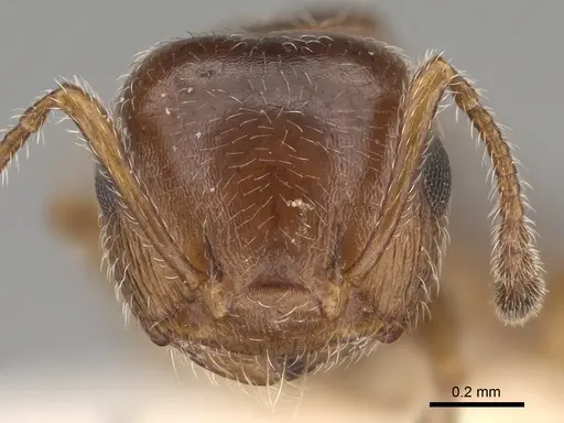 Crematogaster marioni specimen LACMENT164545 image lacment164545_2