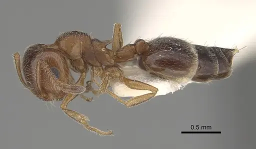 Crematogaster marioni specimen LACMENT164545 image lacment164545_3