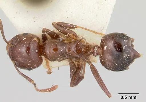 Crematogaster marthae specimen CASENT0101802 image casent0101802_1