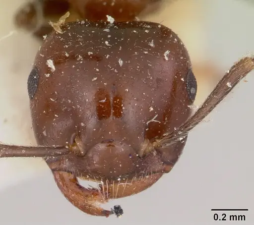 Crematogaster marthae specimen CASENT0101802 image casent0101802_2