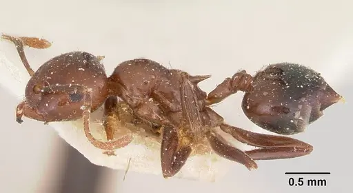 Crematogaster marthae specimen CASENT0101802 image casent0101802_3