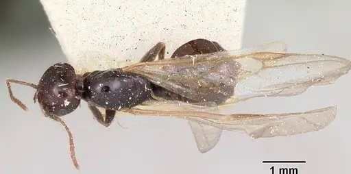 Crematogaster marthae specimen CASENT0101858 image casent0101858_1