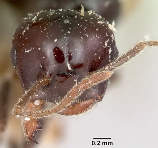 Crematogaster marthae specimen CASENT0101858 image casent0101858_2