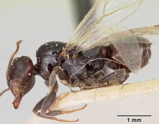 Crematogaster marthae specimen CASENT0101858 image casent0101858_3